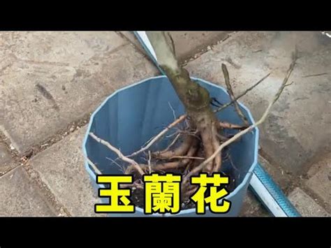 金玉蘭花種植|玉蘭花